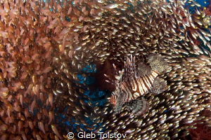 Lion fish in a school of glass fish by Gleb Tolstov 